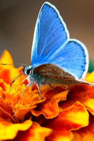 Butterfly on marigold image via WallpapersHD