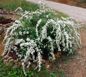 Spirea bush, grows up to 6 ft tall, doesn't mind adverse conditions ...