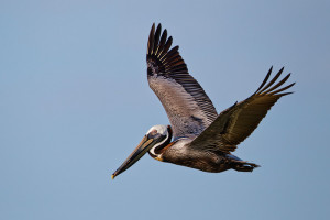 ... opponents not the right bird the louisiana pelican is a brown pelican