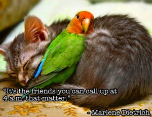 Friendship Quotes , Nice n Funny