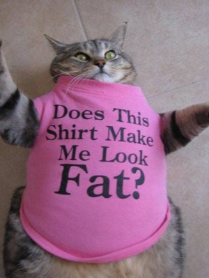 funny fat cat in shirt