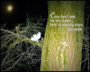 Full moon-quote-cats-cat wisdom 101-odin wilde