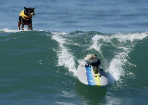 ... wave during the Surf City Surf Dog contest in Huntington Beach