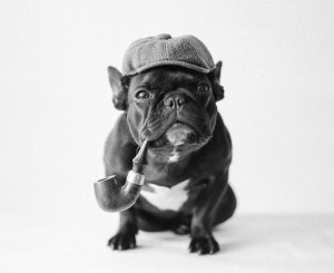 Trotter: The French Bulldog That’s a Master of Disguise