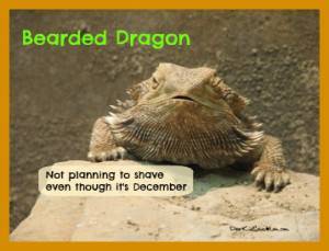 Bearded Dragon Not planning to shave even though it 39 s December