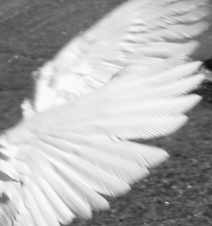 BRIAN SIBLEY : his blog