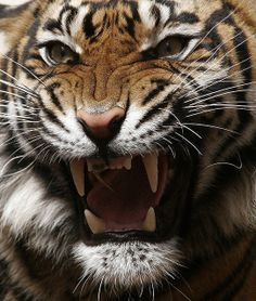 Hearing a tiger {{{ROAR}}} in person. Makes your soul leave your body ...
