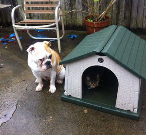 Get out of my house is a very funny pic of a cat sitting in dog's ...