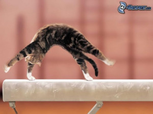 chaton , gymnastique