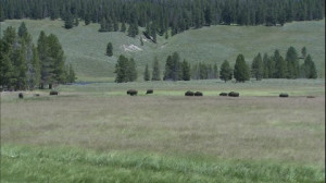 Buffalo Herd, American Buffalo, Yellowstone National Park, Coniferous ...