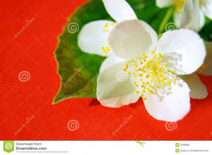 Jasmine Flower Buds Wallpapers