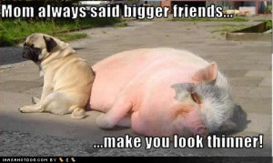 funny pictures of dogs with captions