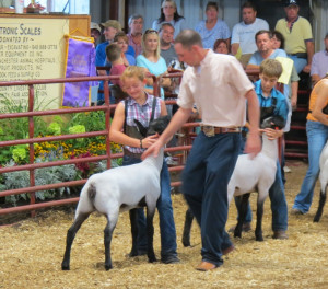 this website contains information on club lambs show ring champion ...