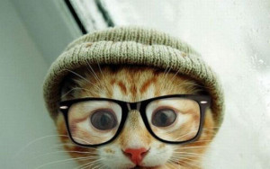 Lustige Katze mit Mütze und Brille macht Selfie