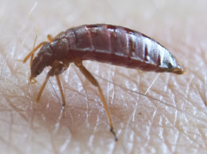 bed bugs they re back according to a rutgers university study february ...