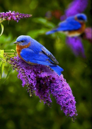 Lilacs and Bird: Bluebirds, Purple Flowers, Vibrant Colors, Pretty ...