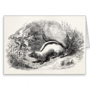 vintage_striped_skunk_1800s_skunks_illustration_card ...