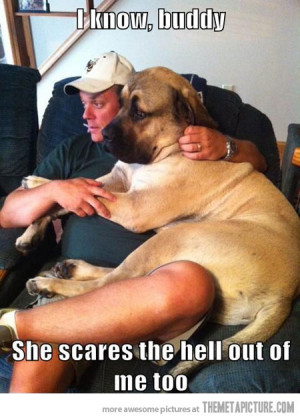 Funny photos funny big dog scared