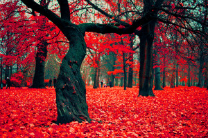 ... , park, photography, red, red leaves, red tree, tree, trees, wood
