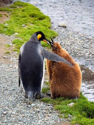 36 unlikely animal friendships showing us that differences don’t ...