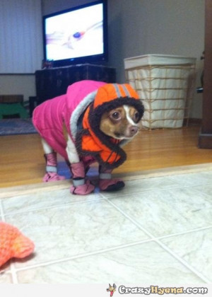 Cold Weather Funny Dog Dog-ready-cold-weather- ...