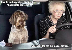 ... funny photos from internets check out funny captions how me a dog