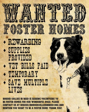 ... Pet Rescue Posters . Pet Rescue Posters . While homeless pets for