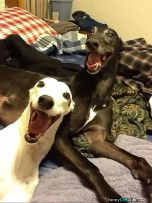 Such_Very_Happy_Dogs