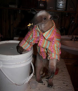 ... anteater spiny anteater silky anteater funny anteaters funny anteater