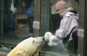 Polar bear Knut interacts with six-year-old visitor Nane and her cushy ...