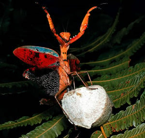 Thread: Praying Mantis Appreciation Thread