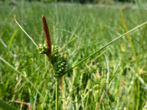 Displaying Images For...