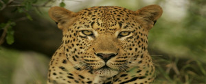 Facebook cover leopard - timeline photos
