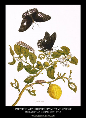 ... and Lepidoptera Metamorphosis Image by Maria Sibylla Merian circa 1705