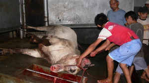 Live cattle exported to - and slaughtered in - Indonesia