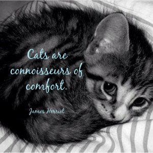 famous people quotes pet quotes cats are comfort
