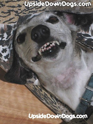 boyfriend,funny painted signs,funny pictures poems,funny rap quotes ...