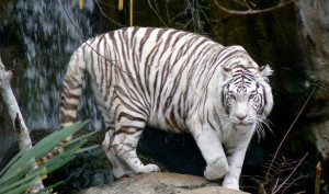 140312d1372054597-white-tiger-white-tiger-pic.jpg