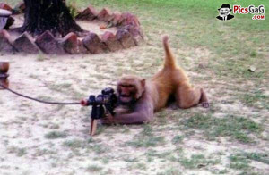 ... desi murga full hd funny birthday quotes gun funny monkey quotes with