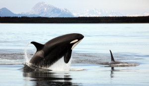 La orca (Orcinus orca) es un cetáceo odontoceto perteneciente a la ...