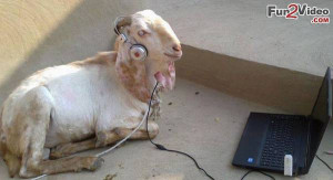 Music Lover Funny Goat