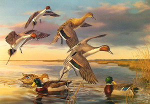 Duck Hunting Quotes Painting waterfowl as subject