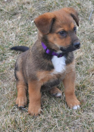 Puppies Mixed Breed Dogs