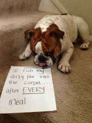 pet-dog-shaming-carpet-rub-dirty-face