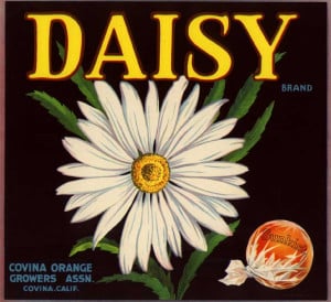 daisy quotes