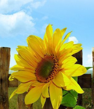 Sunflower Sayings and Quotes | The author O. Henry taught me about the ...