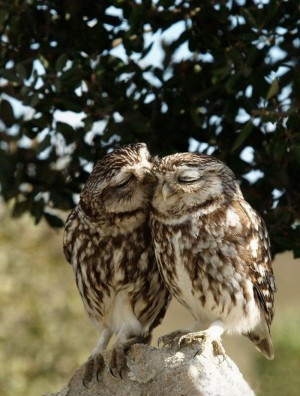 male owl to female owl owl always love you dear
