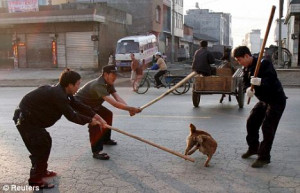 Inhumane: Three officials use wooden sticks to beat a dog to death on ...