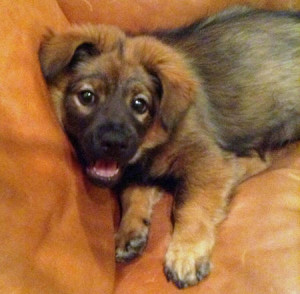 Chow Chow German Shepherd Mix Puppies