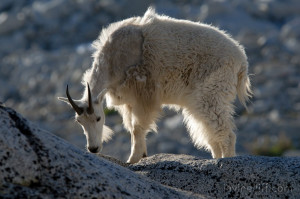 Mountain Goats Photos Evans